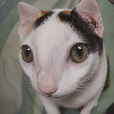 asher_manoj0's profile picture. blockchain dev. blr.