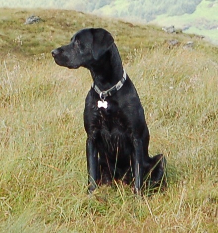 Brian C Labrador