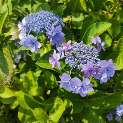 SQiCAOLFb7HpFIR's profile picture. ふらっと詩やら短歌やら呟いてます。
脈絡なく素敵な絵や写真などに短歌など付ける辻リポスト職人してます。
猫になりたい毎日ですが私は元気です。
出会いお仕事募集中投資系などはお断り。
ブロックブロック！！