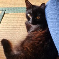 ヨロ🐈 (@yolo_thi) 's Twitter Profile