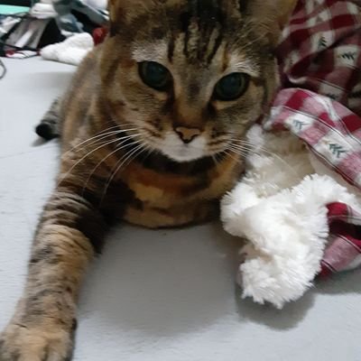 ete201798's profile picture. 数年前に末っ子くんを亡くしました｡
前を向いて生きるってしんどい😂
だけど楽しく奮闘中(*≧∇≦)ﾉ

にゃんこ·わんこ·小鳥·バラ·絵本·マンガ·帽子·手芸(ソーイング&ニット)が大好きなばぁば
＆リターンライダー🏍(ジクサー乗り)です｡
無言フォロー常習犯🤣どうぞよろしくお願いします🙇