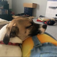 Lilyloo (@lilyloo) 's Twitter Profile