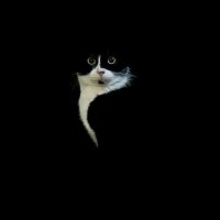 MeOng (@bleketetet) 's Twitter Profile