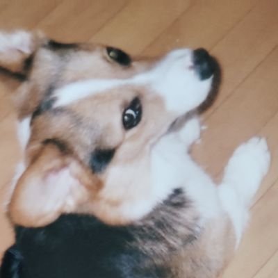 ROA4aFQuTj91484's profile picture. 