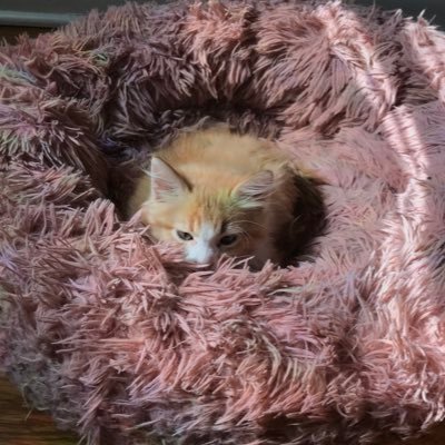 Hanna 💙🐈💙さんのプロフィール画像