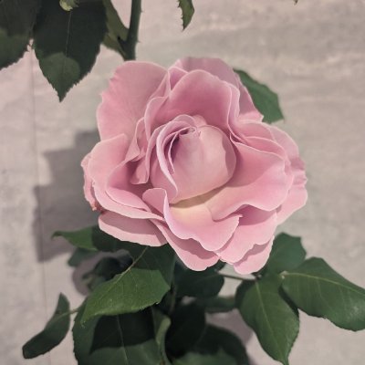 成人済 / 左右相手固定の民
🔸 🏀 🦊🌸
🔸🎤🍴 🚬🍓
🔸絶B 🚩👤 …
🍀ひとりごと用+皆様の作品を追いかけたいゆえのROM垢
🍀こっそりフォロー失礼いたします。