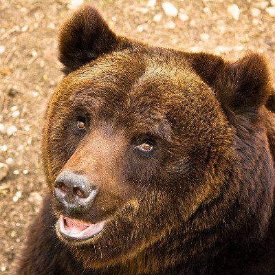 UrsoMarsicano's profile picture. 