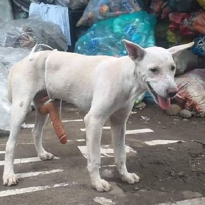 HabibPasirPutih's profile picture. 