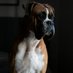 My Trendy Dog Products (@mytrendypets) Twitter profile photo My Trendy Dog Products (@mytrendypets) Twitter profile photo