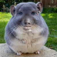Tutimatute (@jjjjoaco_cb) 's Twitter Profile