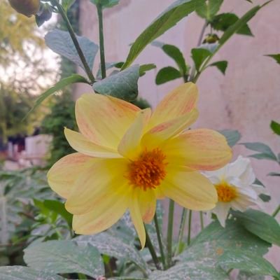 @Minahil42298354