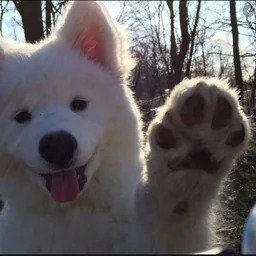 kokonutbarfi's profile picture. 