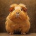 The Guineapig (@guineapigclub1) Twitter profile photo The Guineapig (@guineapigclub1) Twitter profile photo