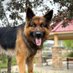 German Shepherd (@germanshep77) Twitter profile photo German Shepherd (@germanshep77) Twitter profile photo