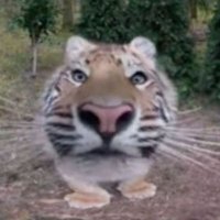 RouRou (@rayneroureal) 's Twitter Profile