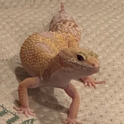 CHULITA00950670's profile picture. 