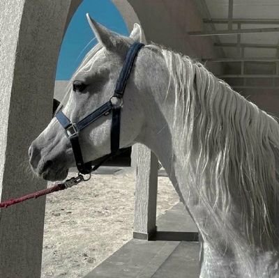 Ftahyonyo's profile picture. 