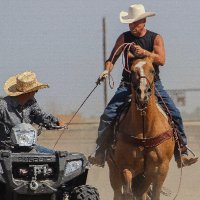 Shawn Wood (@sw_horses303) 's Twitter Profile