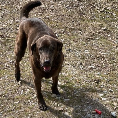 loveroflabs1's profile picture. 