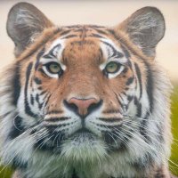 Mike Bird (@mikebird167511) 's Twitter Profile