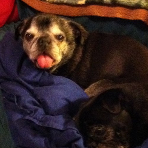 pugster2's profile picture. 