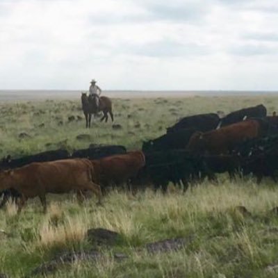 Semi-arid grazier trying to bring more life to land. Biodiversity, wetlands, cows.