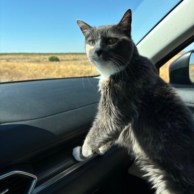 Tahoelvr's profile picture. Irish ☘️ funny, dark and snarky. Old enough. enthusiastic fact checker. ❤70's rock, country music, good wine, better food, great friends. 😼🐵🧔🏻 🤢T