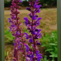 🇺🇲messk (@messk68) Twitter profile photo