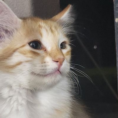 officerinchrge's profile picture. 