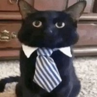 denoodle (@denooodle) 's Twitter Profile