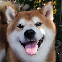 orange3 (@orange97480394) 's Twitter Profile Photo