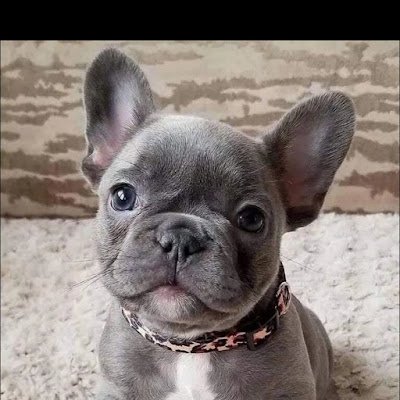 Proxyfree_G's profile picture. 