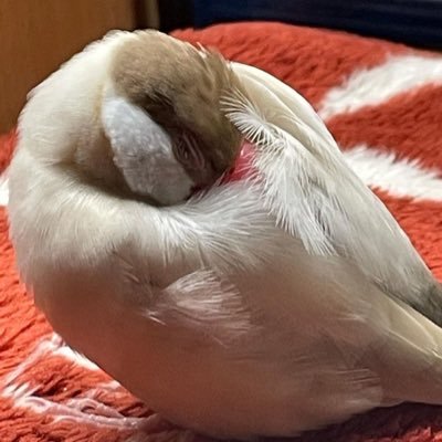 otaku_sub_aka's profile picture. オタク垢 osuやってます 好きなもの→ 犬、鳥、official髭男dism、ぶいすぽっ！とその身内