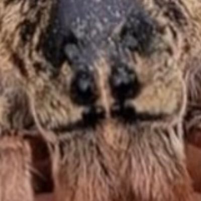 Tessaraac's profile picture. Biological entity from planet earth that loves Ludicrous Mode