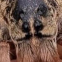 Benjerman (@tessaraac) 's Twitter Profile