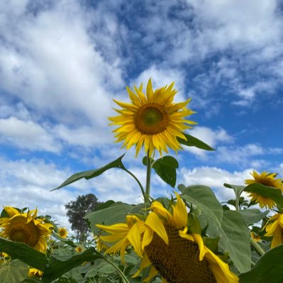 davi_peters's profile picture. 