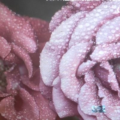 qq6092541116132's profile picture. 