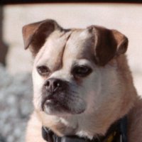 Dunk (@_daftdunk) 's Twitter Profile