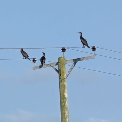 bc12132's profile picture. aircraft loving first aider married with 6 lovely children and 2 mad cocker spaniels and a Bosnian Barek dog