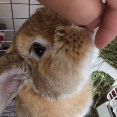 akihitoya's profile picture. 王国薬剤師です。 世間の荒波にもまれながらもゆかりんのあの声援を思い出し毎日お薬出してます。 MTGは専らモダン 筋トレカジュアル勢 ギルティギアストライヴ