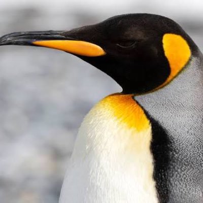 南極大陸出身30代🐧 note : https://t.co/8TmxlvYGnk 質問箱 : https://t.co/eiwzkLkYuj 首都圏マンション相場や不動産界隈全般について呟きます ※中立な発信を心掛けていますが、豊海含む中央区湾岸ポジ持ちです