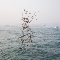 pierfrancesco celada (@fotografante) 's Twitter Profile