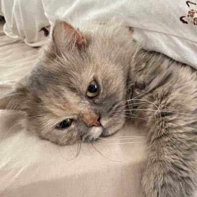 aoi_pop_'s profile picture. アイドルとバンド🫶メインは(@epex_aoi)🙂‍↕️EPEXやめたので最近はボネクドとMYONEにゆるく行ってます〜