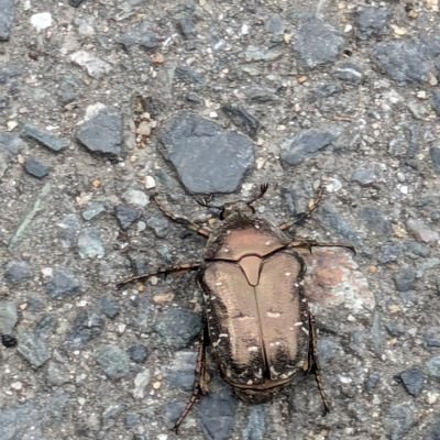 donutsmonster77's profile picture. 実績や商品さえあれば自分も稼げるのに...と苦しむあなたへ｜売れる実績・魅力的な商品を合法的にあなたのものにし、 毎月5～30万円売るトリッキーな抜け道アフィリは固定ポストから｜30代社畜リーマン | 運用開始初月で売上10万円はあたりまえ