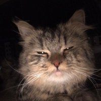 aradiginkedigorseli (@birkeditirmigi) 's Twitter Profile Photo aradiginkedigorseli (@birkeditirmigi) 's Twitter Profile Photo