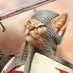 coolcats london (@coolcats_london) Twitter profile photo coolcats london (@coolcats_london) Twitter profile photo