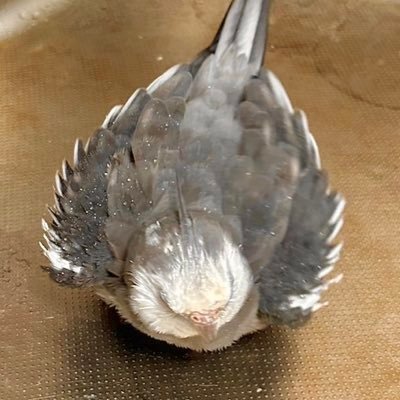 い・し・だのテプコさんのプロフィール画像