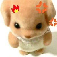 sushi 🐱 (@unishimurariki) 's Twitter Profile
