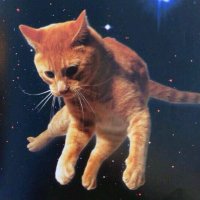 Cat (@beans_corp) 's Twitter Profile