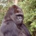 $KOKO (@kokogorillacto) Twitter profile photo $KOKO (@kokogorillacto) Twitter profile photo